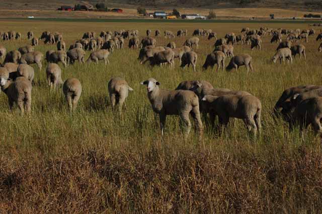 sheep graze off highway 31
